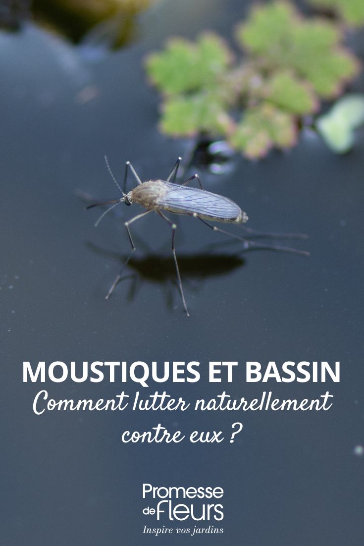 Comment lutter naturellement contre les moustiques dans un bassin moustiques et bassin