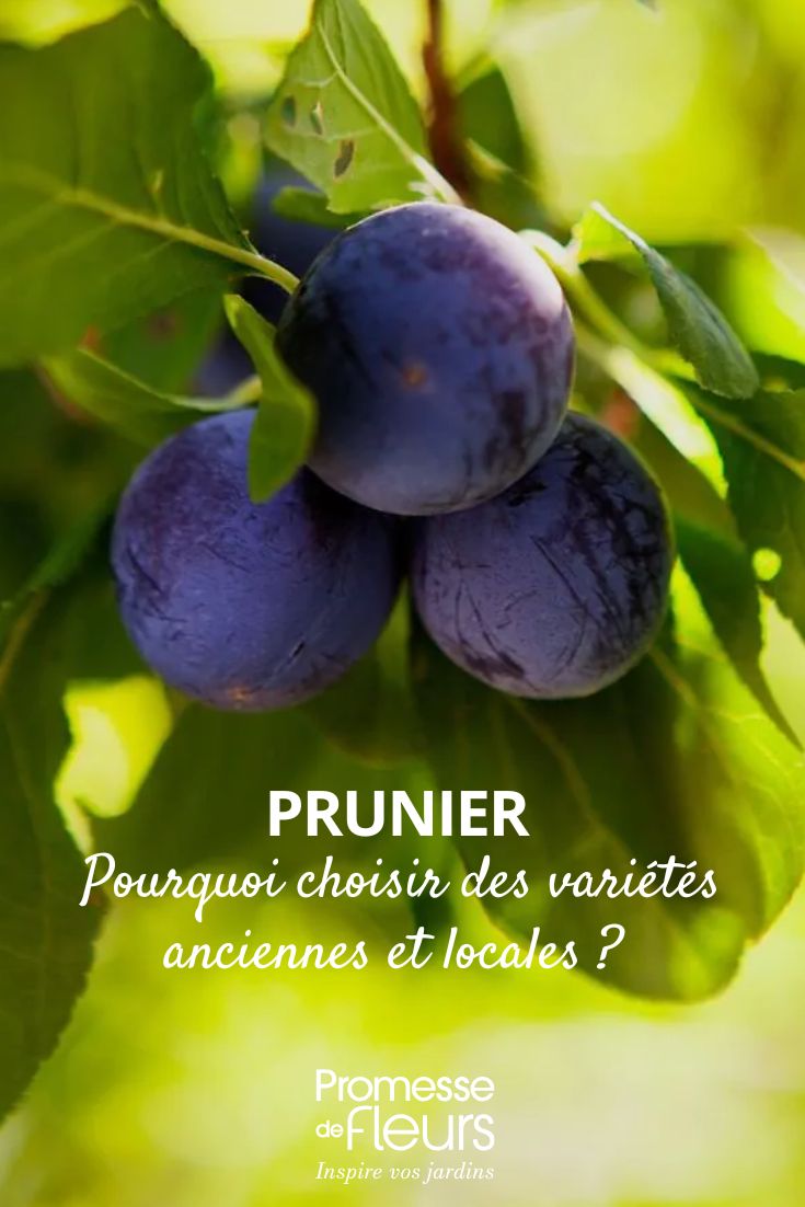 Copie de Beaucarnea ou Pied d'éléphant l'entretien de cette plante d'intérieur au fil des saisons prunes violettes