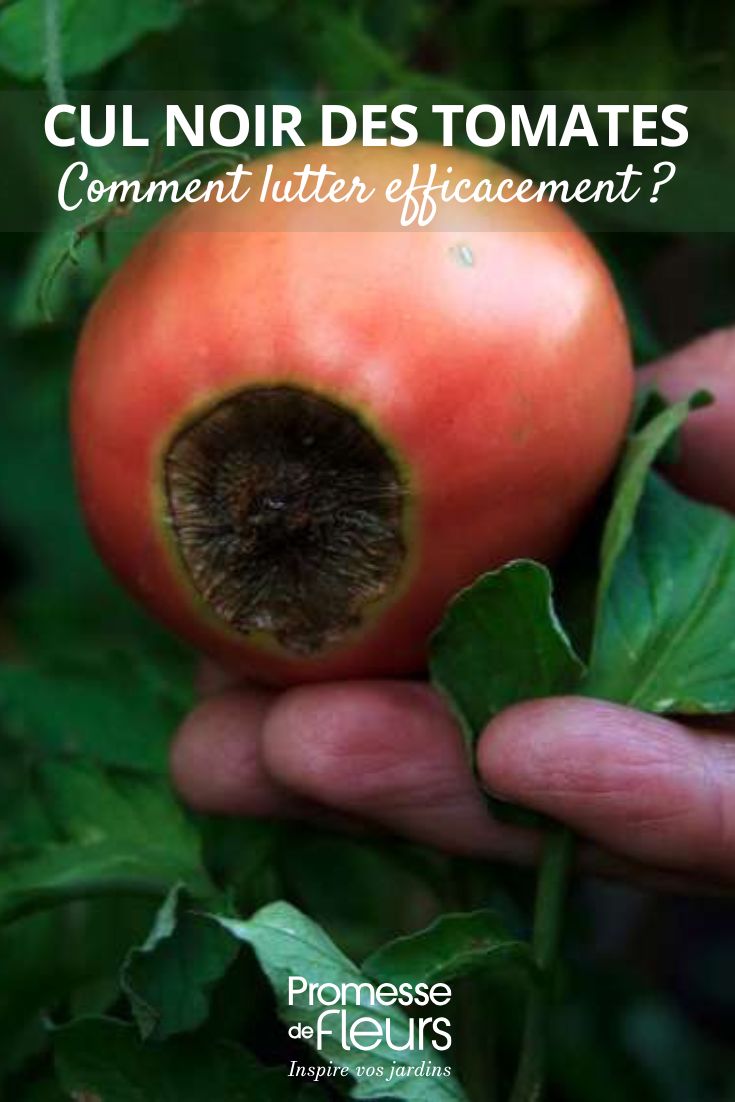 Cul noir des tomates comment lutter efficacement soigner le cul noir des tomates