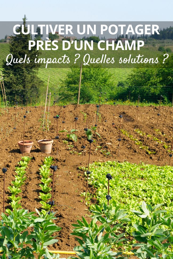 Cultiver un potager près d’un champ agricole quels impacts Quelles solutions faire son potager à côté d'un champ