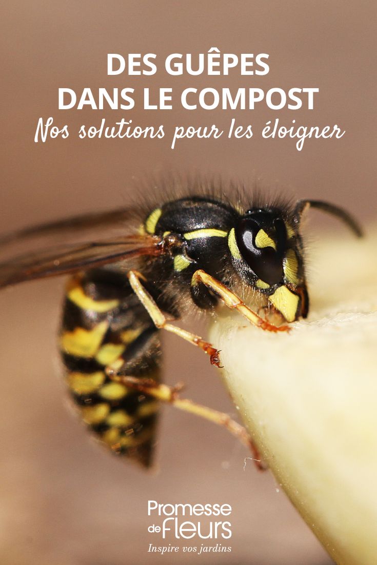 Des guêpes dans le compost pourquoi Comment les éloigner éloigner les guêpes du compost, comment faire ?