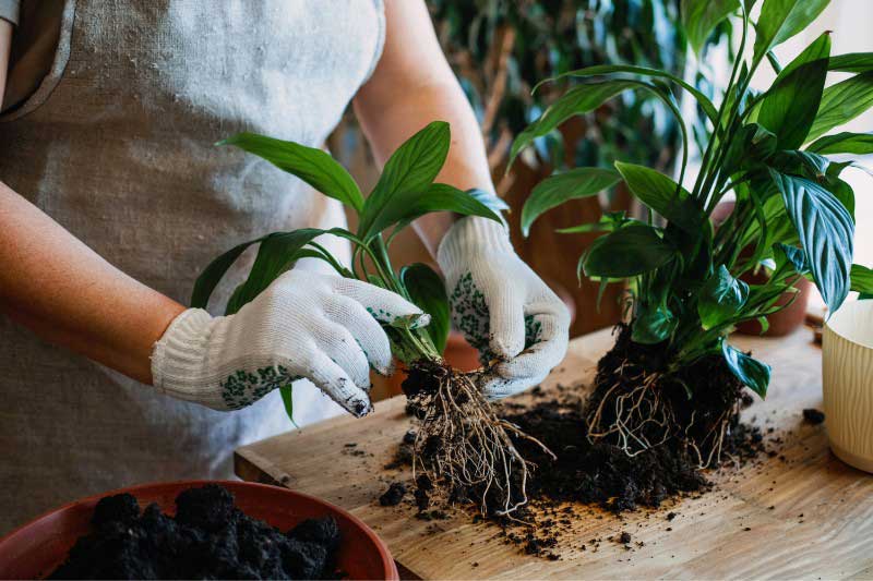 Spathiphyllum, Fleur de lune : comment le diviser