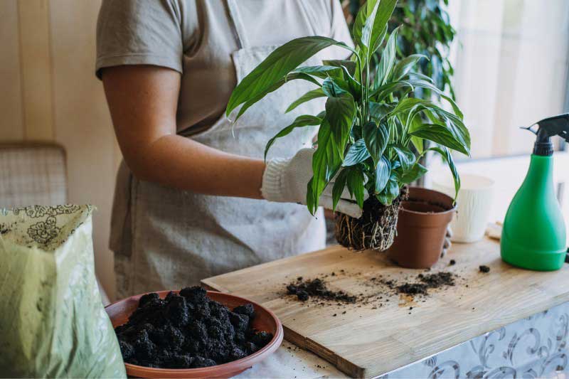 Comment diviser un Spathiphyllum