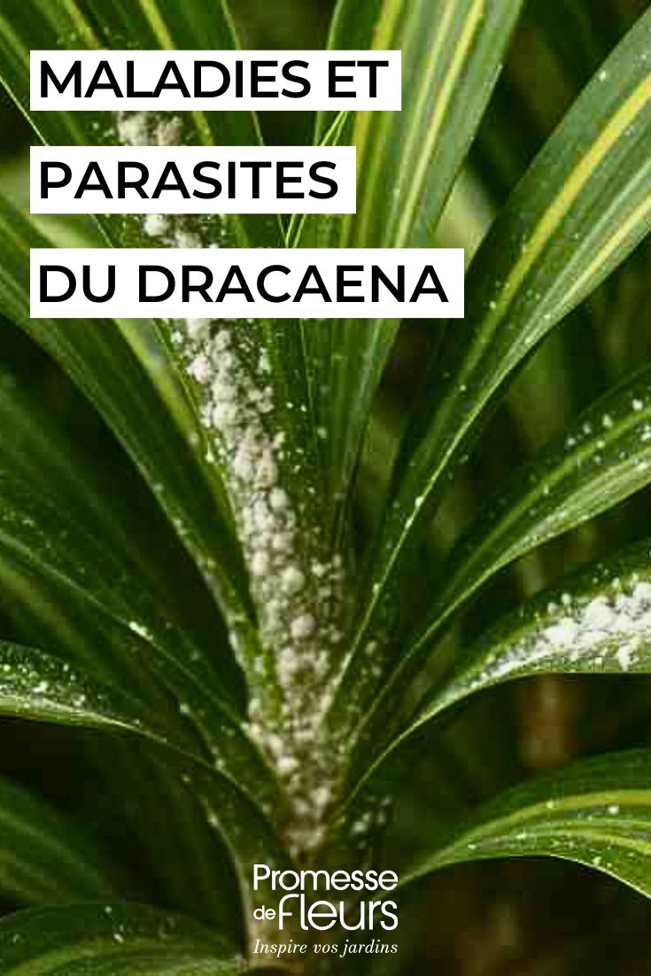 Dracaena en intérieur maladies et parasites courants soigner le dracaena