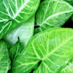 Syngonium - Patte d'oie : conseils de culture et d’entretien en intérieur