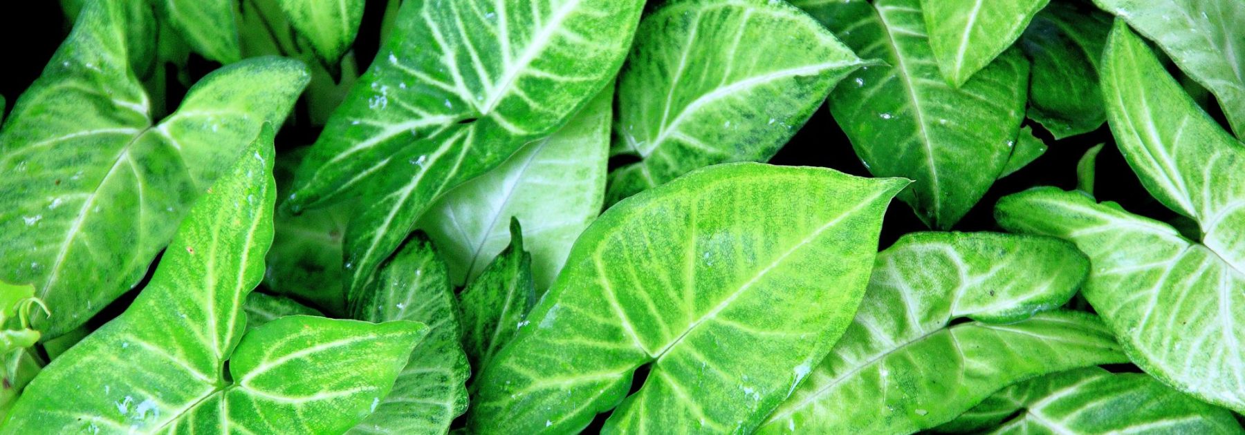 Syngonium - Patte d'oie : conseils de culture et d’entretien en intérieur