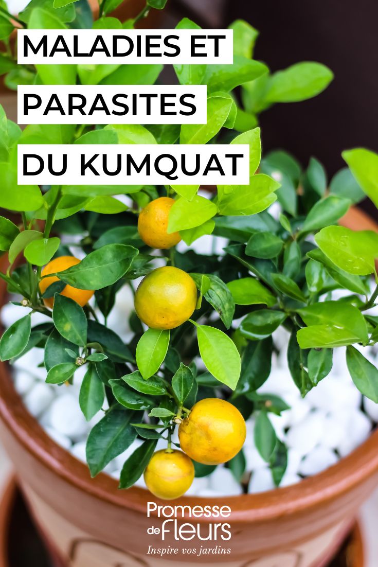 Kumquat les maladies et ravageurs les plus fréquents Kumquat comment le soigner