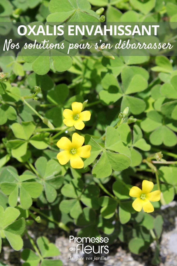 L’Oxalis envahit vos massifs ou vos pots Nos solutions pour s’en débarrasser (1) L’Oxalis envahit vos massifs ou vos pots ? Nos solutions pour s’en débarrasser