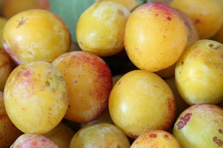 Mirabelles de Nancy