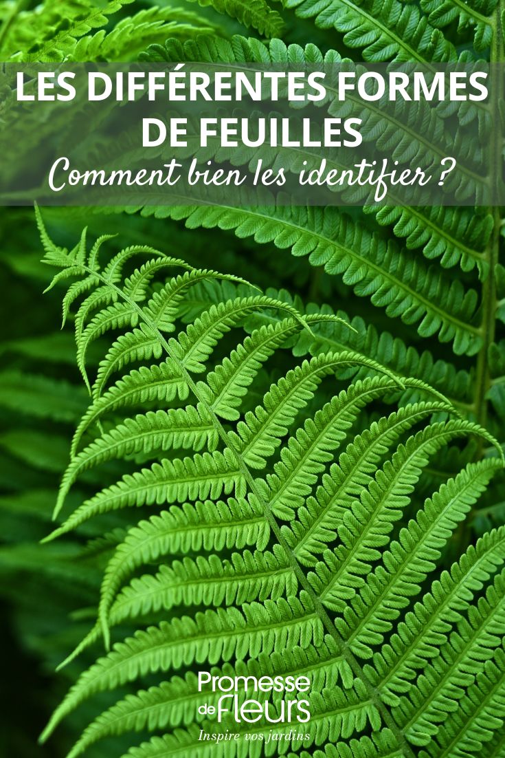 Les différentes formes de feuilles comment bien les identifier feuilles de fougère