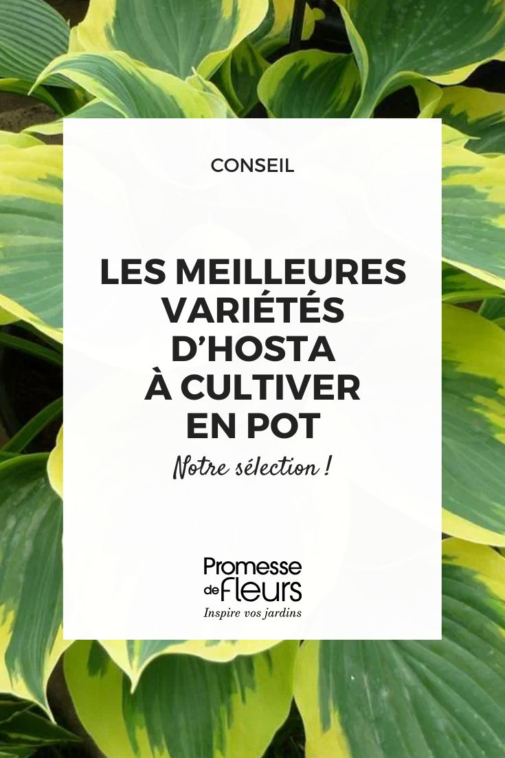 Les meilleures variétés d’Hostas à cultiver en pot Hosta Liberty
