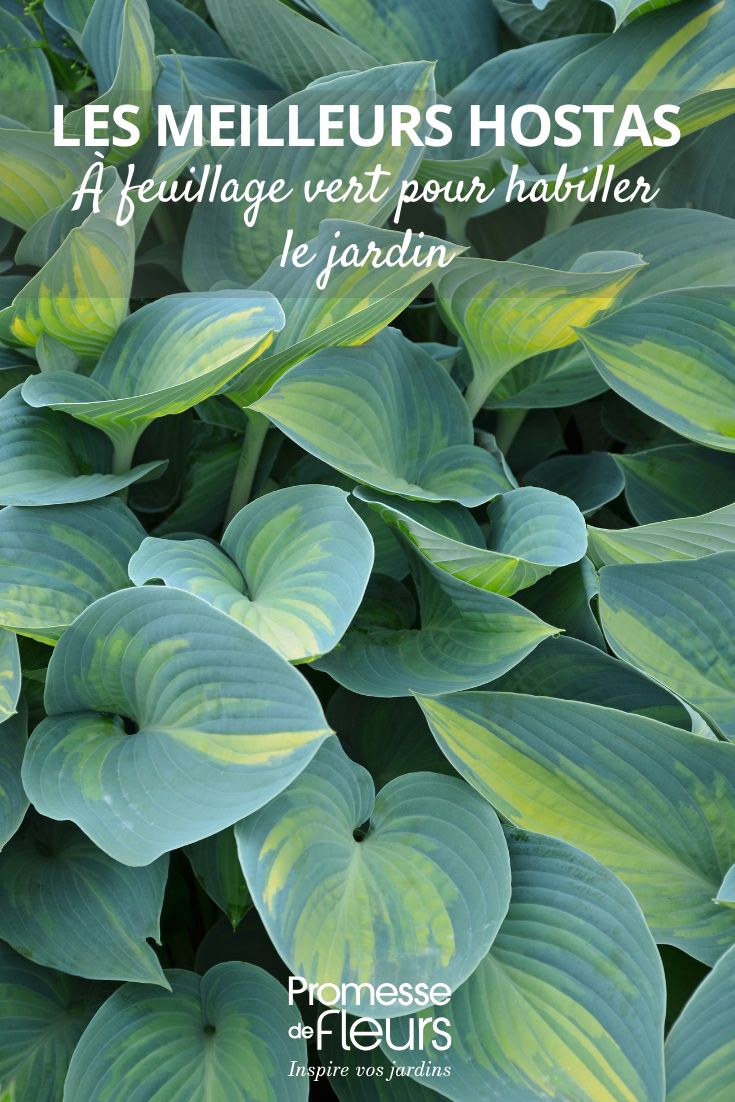 Les meilleurs Hostas à feuillage vert pour habiller le jardin hosta panaché