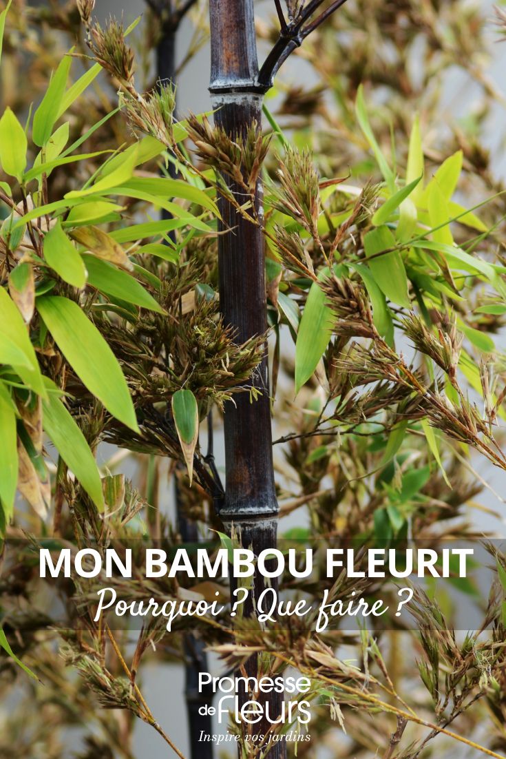 Mon bambou fleurit Pourquoi Que faire bambou en fleurs