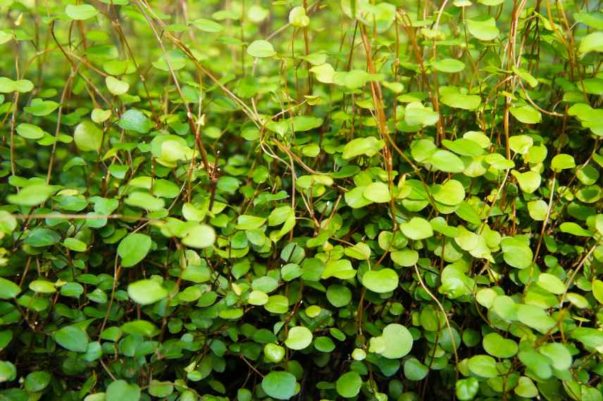 plantes adaptables ombre et soleil