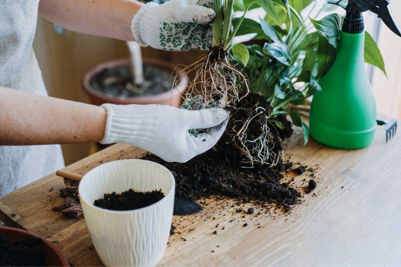 Comment multiplier un Spathiphyllum par division de touffes