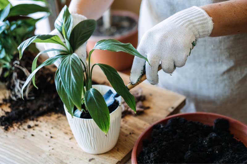 Diviser un Spathiphyllum