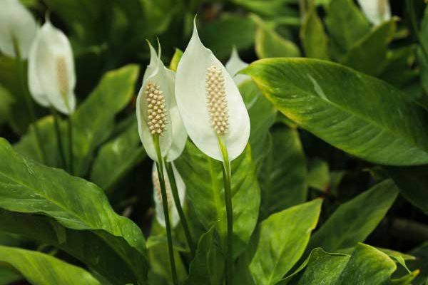 Comment multiplier le Spathiphyllum ?