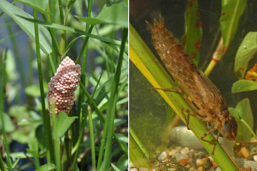 Puesta y larva de libélula en una charca