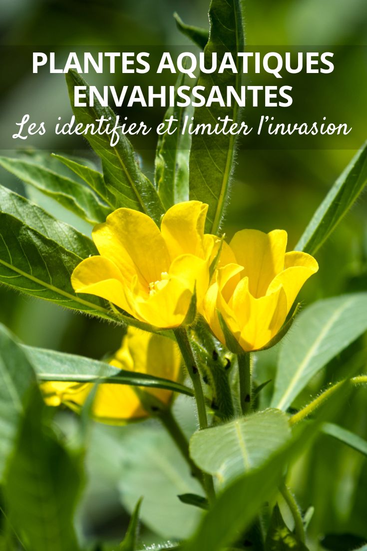 Plantes aquatiques envahissantes les identifier et limiter l’invasion jussie à grandes fleurs (Ludwigia grandiflora)
