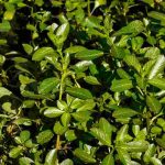 Plantes aquatiques envahissantes : les identifier et limiter l’invasion