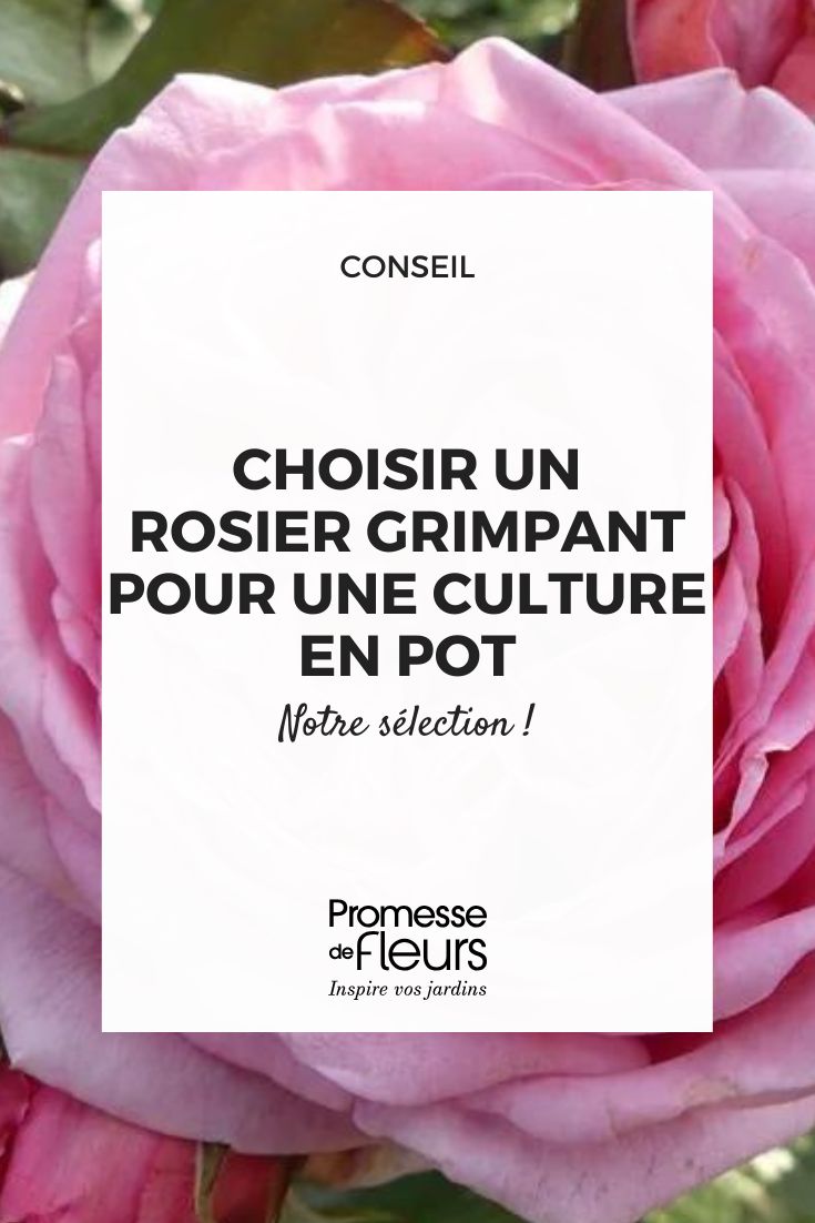 Quel rosier grimpant choisir pour une culture en pot rosier Oralinco