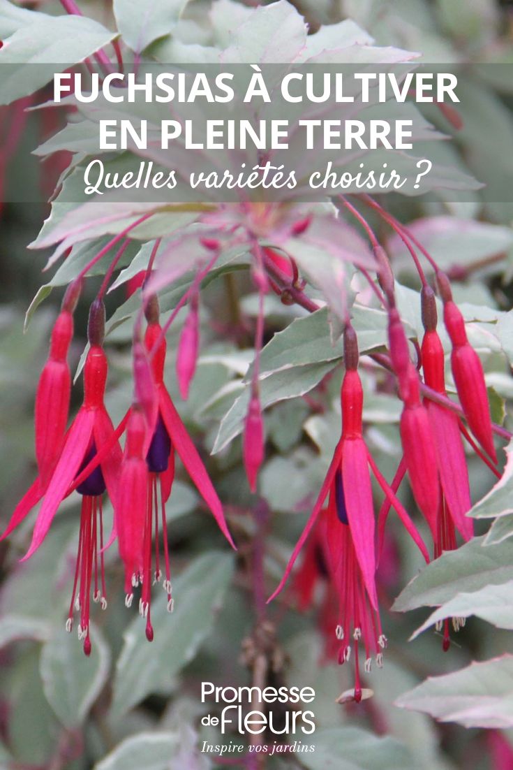 Quels fuchsias choisir pour une culture en pleine terre Fleurs et feuillages du fuchsia magellanica Versicolor