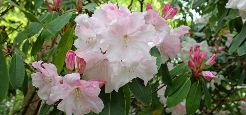 Rhododendron n ouvre pas ses boutons fleurs