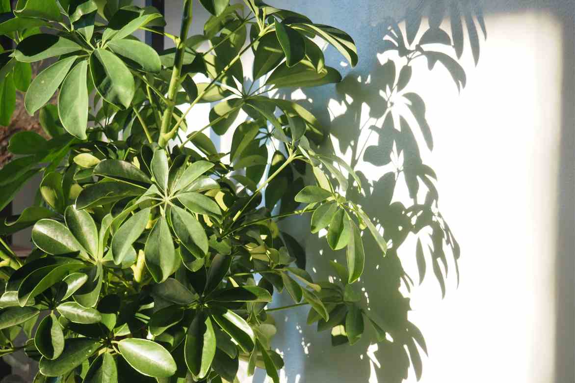 where to place a Schefflera