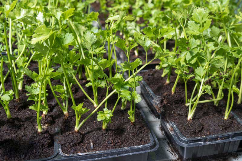 Jeunes plants de persil issus d'un semis