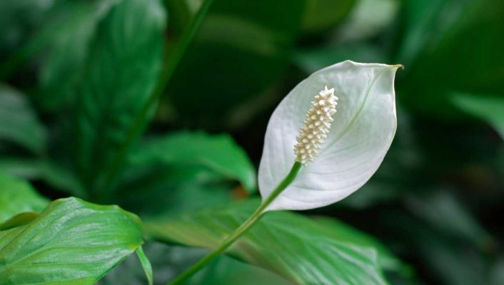 Fleur de lune, Spathiphyllum : cultiver, entretenir