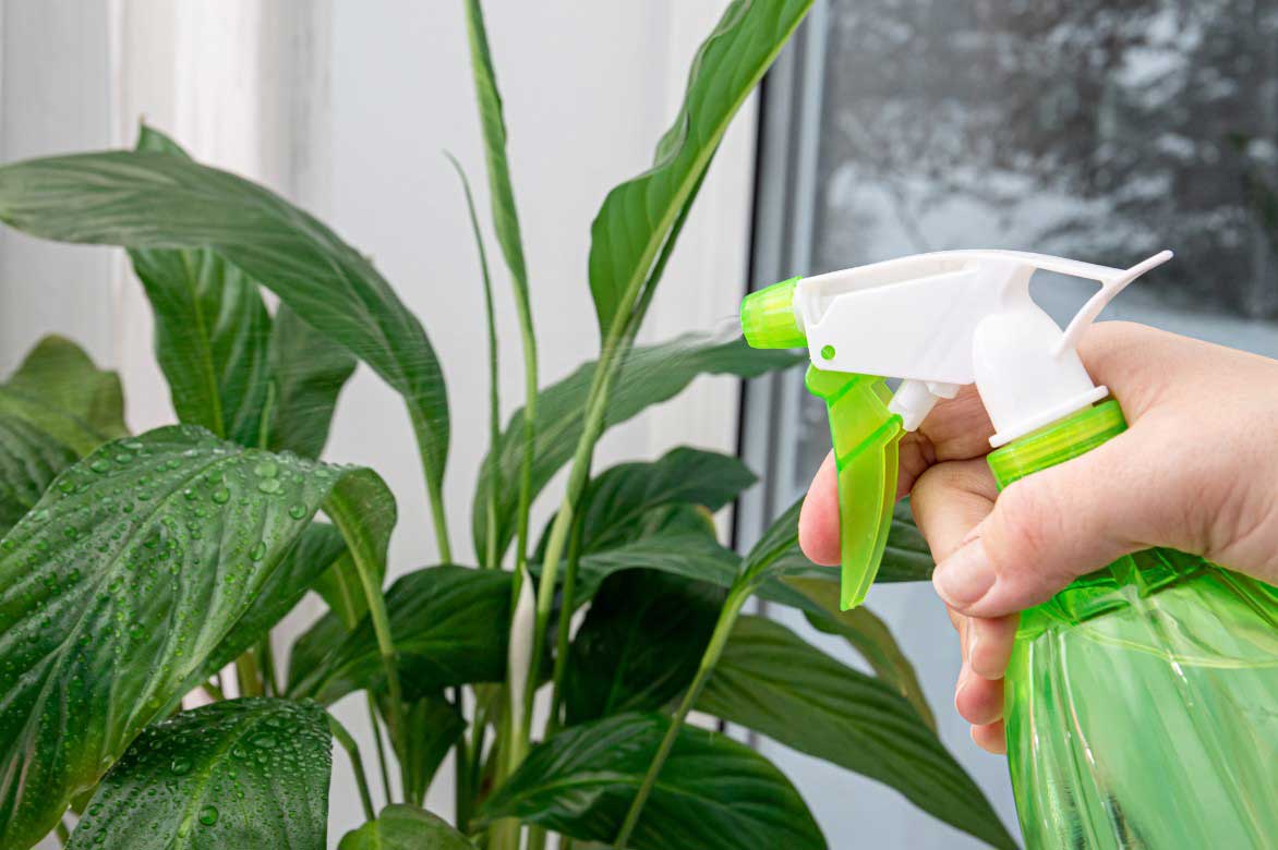 Entretenir un Spathiphyllum - Brumisation du feuillage