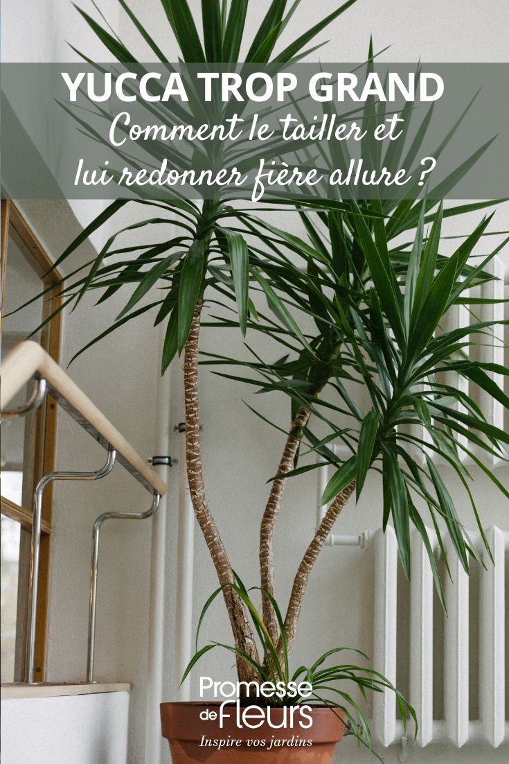 Votre yucca touche le plafond Voici comment le tailler et lui redonner fière allure tailler un yucca d'interieur