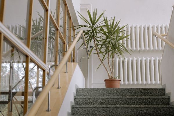 Votre yucca touche le plafond ? Voici comment le tailler et lui redonner fière allure