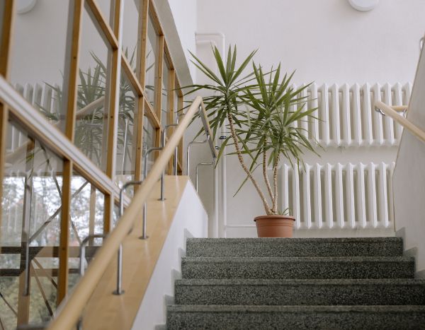 Votre yucca touche le plafond ? Voici comment le tailler et lui redonner fière allure