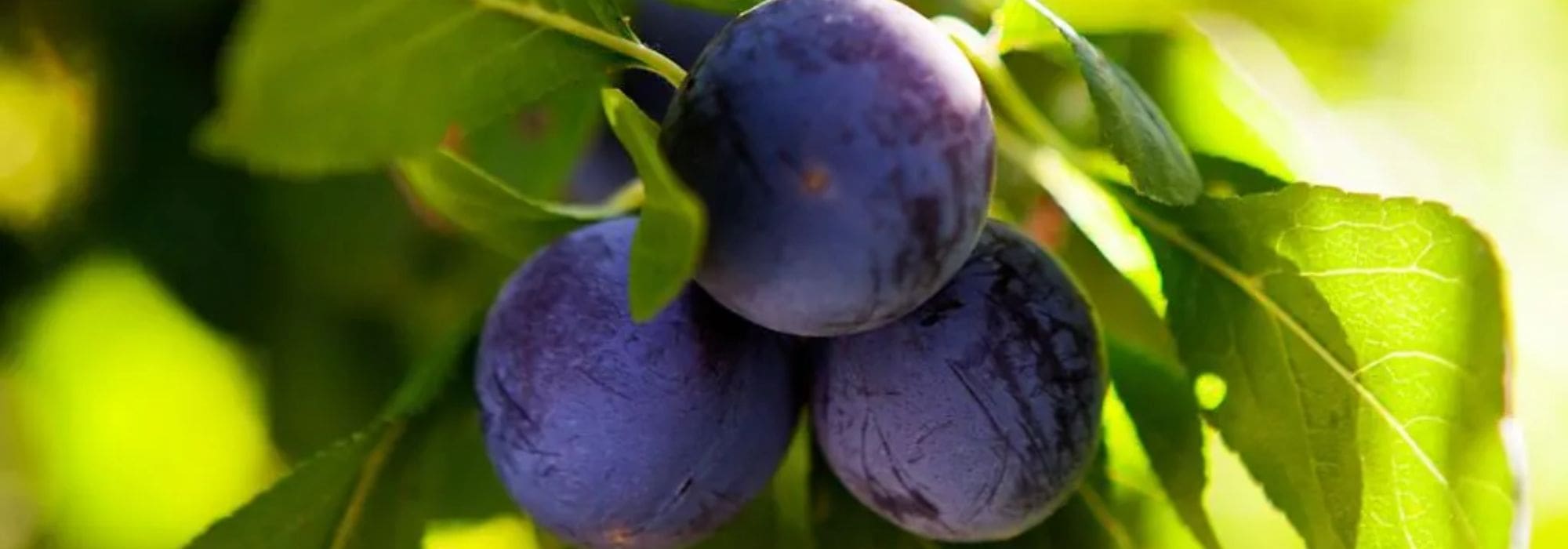 Variétés anciennes et locales de pruniers : un choix durable et plein de goût