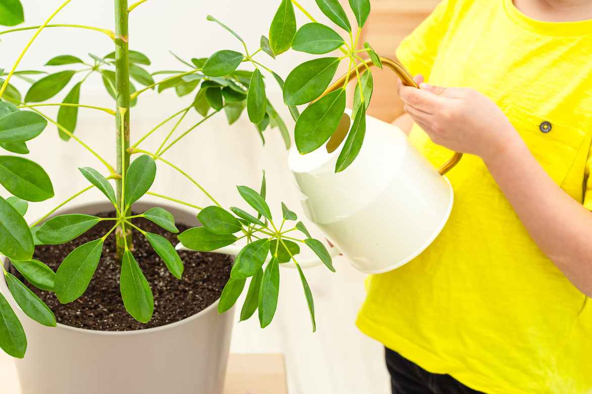 how to water a schefflera