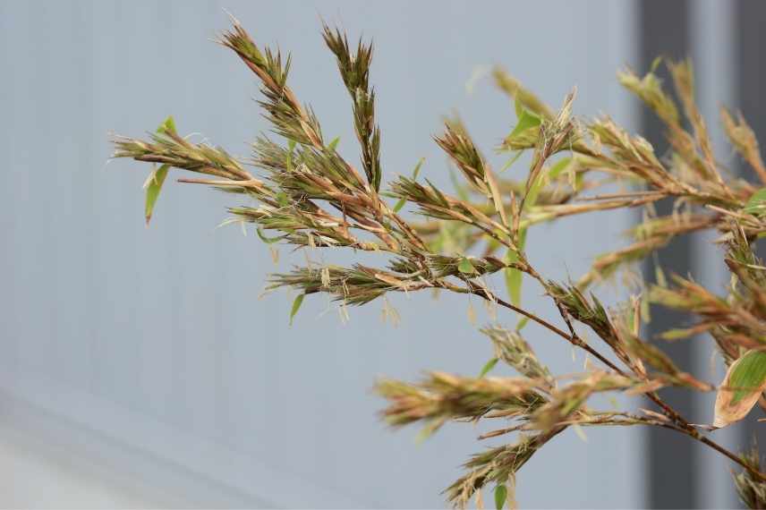 bambou fleurs