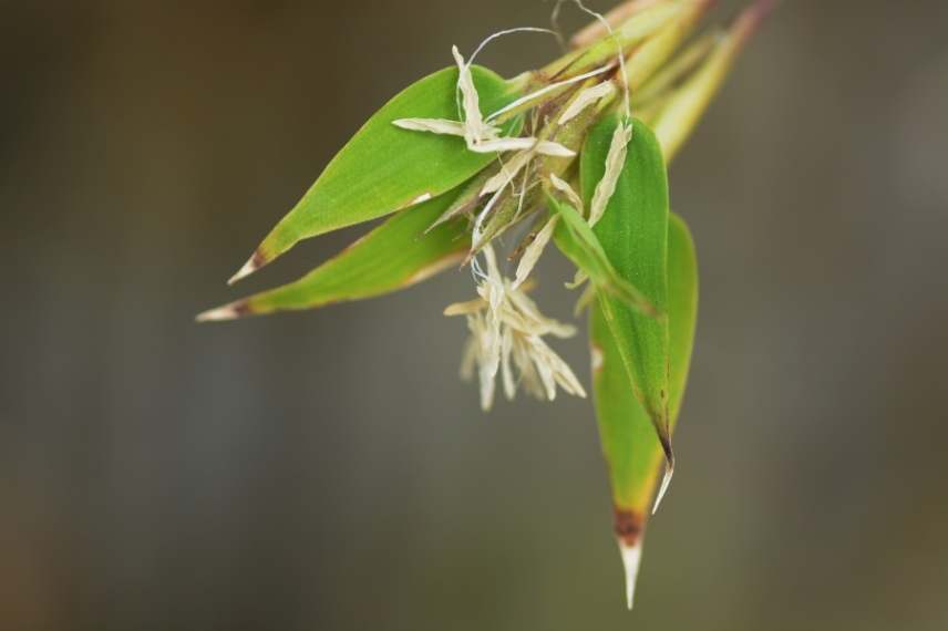 bambou floraison