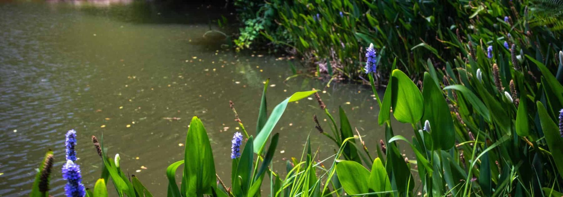 Bassin et permaculture : comment intégrer l’eau dans un jardin résilient et vivant ?