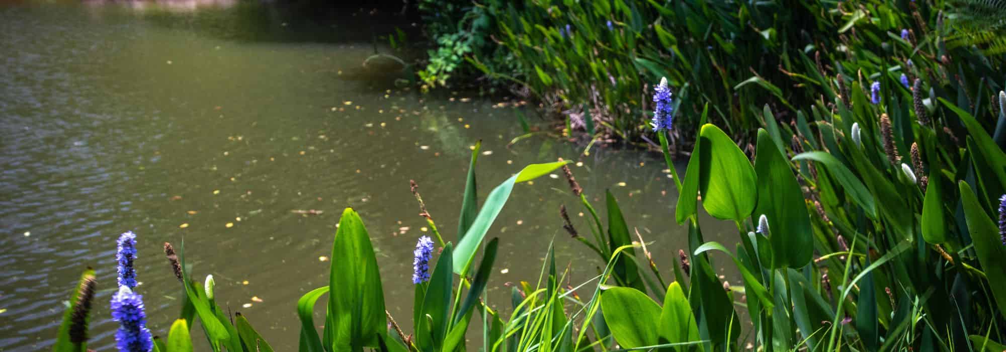 Bassin et permaculture : comment intégrer l’eau dans un jardin résilient et vivant ?