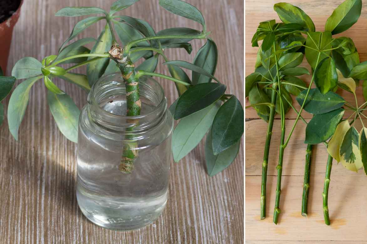 propagating schefflera in water