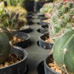 Arrosage des cactus : les erreurs à ne pas faire