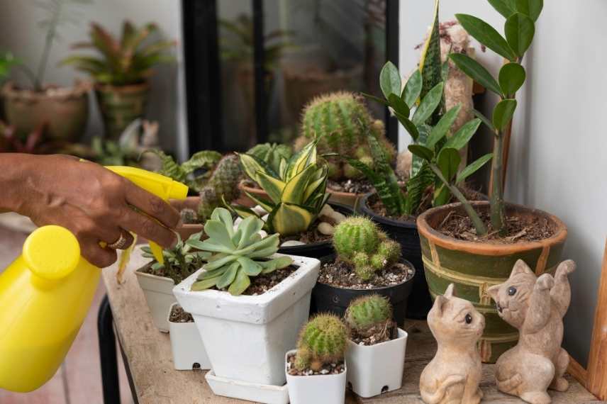 cactus che ingiallisce: problema di irrigazione