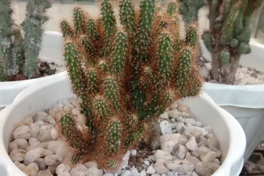 cactus che ingiallisce: problema di substrato