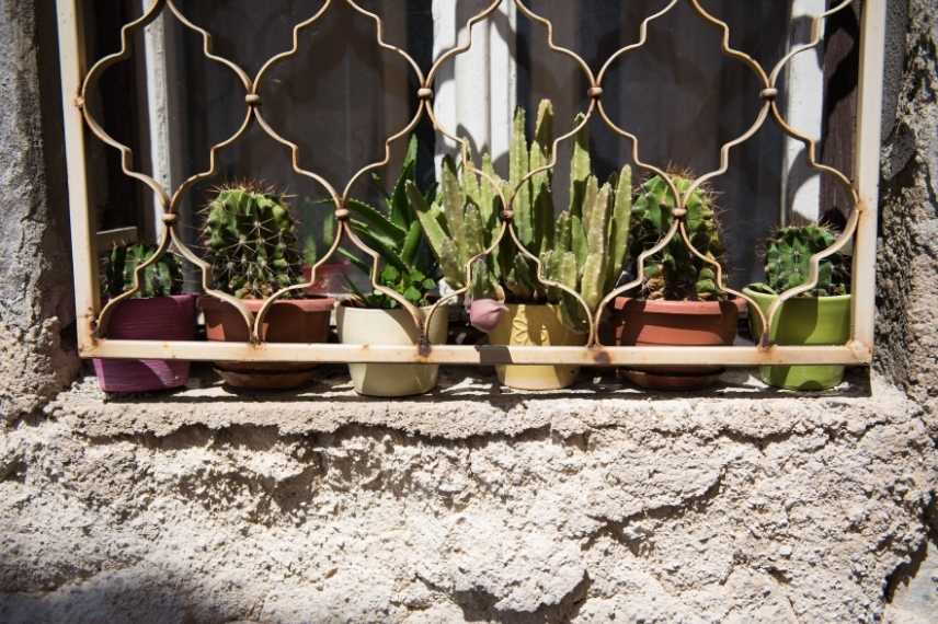 cactus che ingiallisce: problema di luminosità