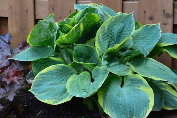 Comment diviser les hostas ?