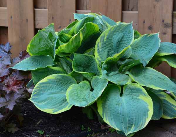 Comment diviser les hostas ?