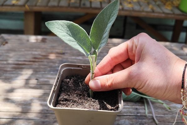Comment réussir les boutures herbacées ?