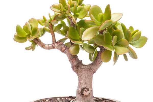 Comment tailler l’Arbre de Jade ?
