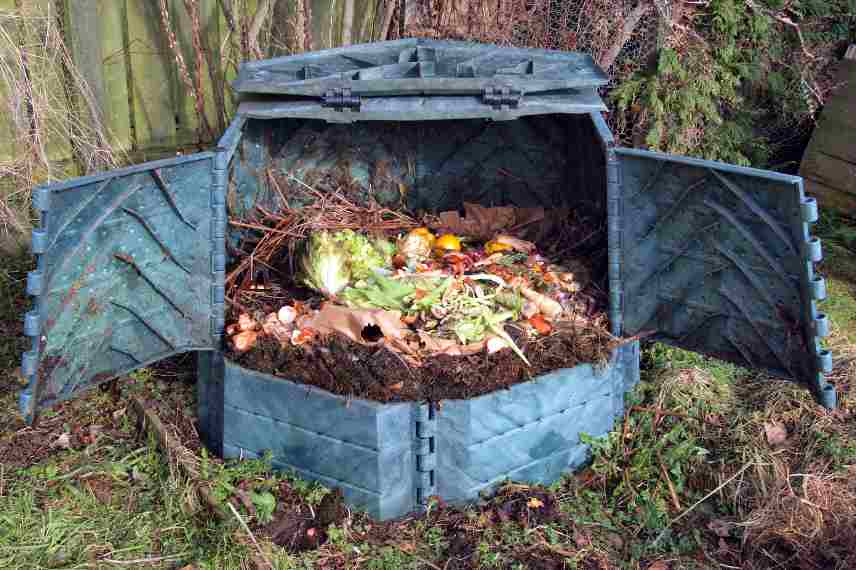 wasps in the composter